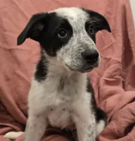 Brutus, a male Australian Cattle Dog and Australian Shepherd for sale in Ozark, MO – 2 of 2