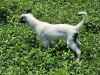 Bandit, a male Australian Cattle Dog and Australian Shepherd for sale in Ozark, MO – 4 of 5