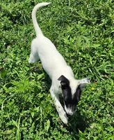 Bandit, a male Australian Cattle Dog and Australian Shepherd for sale in Ozark, MO – 3 of 5