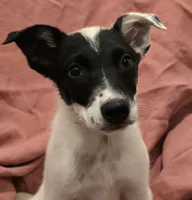 Bandit, a male Australian Cattle Dog and Australian Shepherd for sale in Ozark, MO – 2 of 2