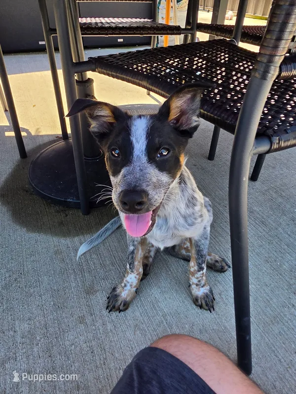 Bear – Australian Cattle Dog, Australian Shepherd puppy for sale in Ozark, MO