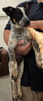 Bear, a male Australian Cattle Dog and Australian Shepherd for sale in Ozark, MO – 2 of 2