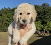 Oakley, a female Goldendoodle for sale in Covington, GA – Photo 3 of 3