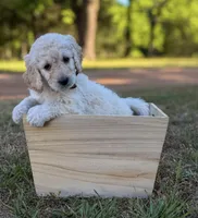 Oakley, a female Goldendoodle for sale in Covington, GA – Photo 2 of 3