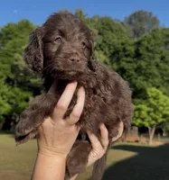 Ember, a female Goldendoodle for sale in Covington, GA – Photo 3 of 4