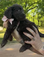 Ember, a female Goldendoodle for sale in Covington, GA – Photo 4 of 4
