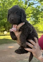 Ember, a female Goldendoodle for sale in Covington, GA – Photo 2 of 4