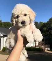 Miller, a male Goldendoodle for sale in Covington, GA – Photo 3 of 5