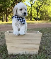 Miller, a male Goldendoodle for sale in Covington, GA – Photo 4 of 5
