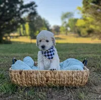 Miller, a male Goldendoodle for sale in Covington, GA – Photo 1 of 5