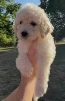 Miller, a male Goldendoodle for sale in Covington, GA – Photo 2 of 5