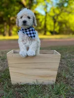 Miller, a male Goldendoodle for sale in Covington, GA – Photo 5 of 5