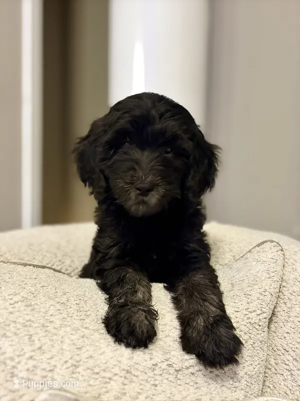 Savy – Goldendoodle puppy for sale in Covington, GA