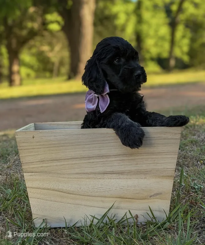Savy, a female Goldendoodle for sale in Covington, GA – Photo 1 of 3