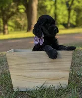 Savy, a female Goldendoodle for sale in Covington, GA – Photo 1 of 3