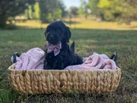 Savy, a female Goldendoodle for sale in Covington, GA – Photo 3 of 3