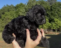 Savy, a female Goldendoodle for sale in Covington, GA – Photo 2 of 3