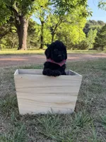 Griffin, a male Goldendoodle for sale in Covington, GA – Photo 4 of 4