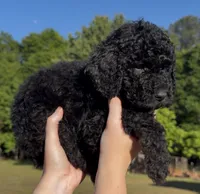 Griffin, a male Goldendoodle for sale in Covington, GA – Photo 2 of 4