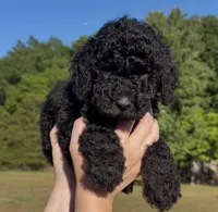 Griffin, a male Goldendoodle for sale in Covington, GA – Photo 3 of 4