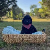 Griffin, a male Goldendoodle for sale in Covington, GA – Photo 1 of 4