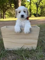 Rowan, a female Goldendoodle for sale in Covington, GA – Photo 2 of 6