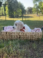 Rowan, a female Goldendoodle for sale in Covington, GA – Photo 3 of 6