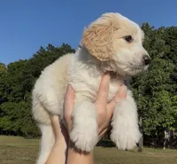Rowan, a female Goldendoodle for sale in Covington, GA – Photo 5 of 6