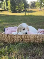 Rowan, a female Goldendoodle for sale in Covington, GA – Photo 4 of 6