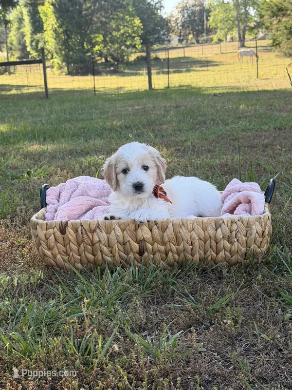 Rowan, a female Goldendoodle for sale in Covington, GA – Photo 1 of 6
