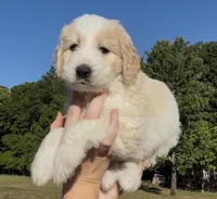 Rowan, a female Goldendoodle for sale in Covington, GA – Photo 6 of 6