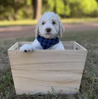 Gauge, a male Goldendoodle for sale in Covington, GA – Photo 2 of 5