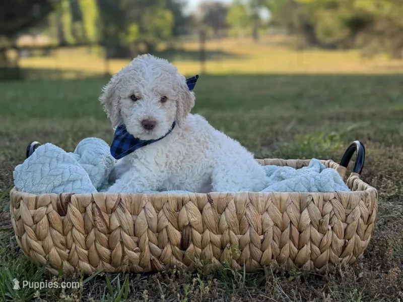 Gauge – Goldendoodle puppy for sale in Covington, GA