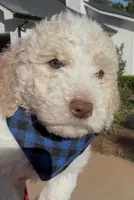 Gauge, a male Goldendoodle for sale in Covington, GA – Photo 3 of 5