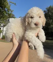 Gauge, a male Goldendoodle for sale in Covington, GA – Photo 4 of 5