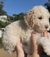 Gauge, a male Goldendoodle for sale in Covington, GA – Photo 5 of 5