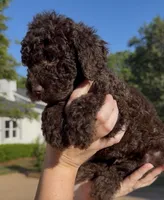 Timber, a male Goldendoodle for sale in Covington, GA – Photo 3 of 4