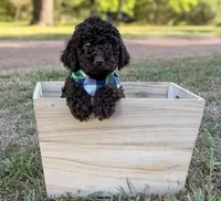 Timber, a male Goldendoodle for sale in Covington, GA – Photo 2 of 4