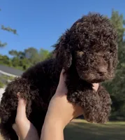 Timber, a male Goldendoodle for sale in Covington, GA – Photo 4 of 4