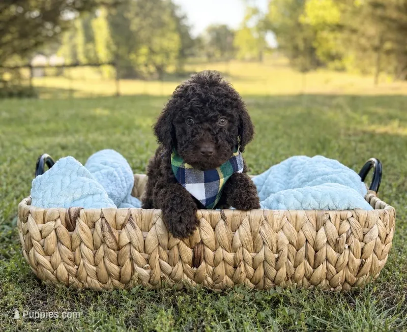 Timber – Goldendoodle puppy for sale in Covington, GA