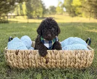 Timber, a male Goldendoodle for sale in Covington, GA – Photo 1 of 4