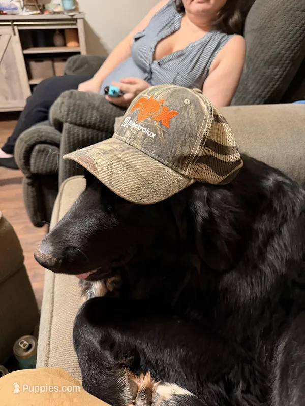 Waylon – Great Pyrenees, Newfoundland puppy for sale in Phenix City, AL