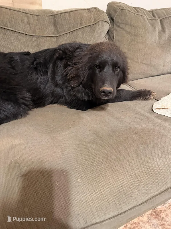 Waylon – Great Pyrenees, Newfoundland puppy for sale in Phenix City, AL