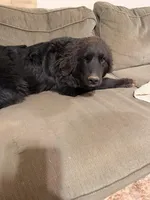 Waylon, a male Great Pyrenees and Newfoundland for sale in Phenix City, AL – Photo 2 of 2