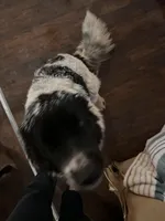 Dixie, a female Great Pyrenees and Newfoundland for sale in Phenix City, AL – Photo 3 of 4