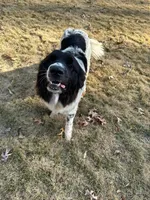 Dixie, a female Great Pyrenees and Newfoundland for sale in Phenix City, AL – Photo 2 of 4