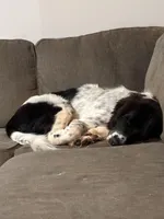 Dixie, a female Great Pyrenees and Newfoundland for sale in Phenix City, AL – Photo 4 of 4