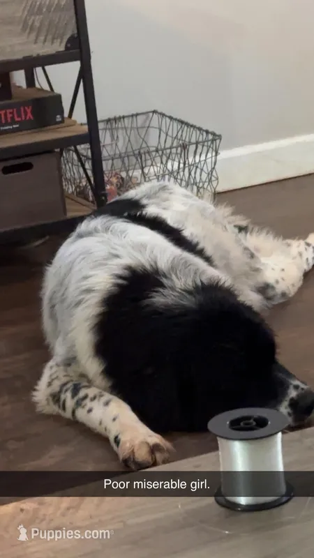 Dixie – Great Pyrenees, Newfoundland puppy for sale in Phenix City, AL