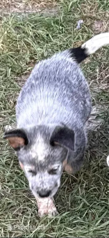Kal, a male Australian Cattle Dog for sale in Bryceville, FL – Photo 6 of 8