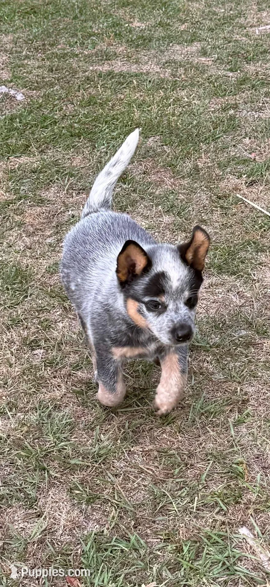 Dilly – Australian Cattle Dog puppy for sale in Bryceville, FL